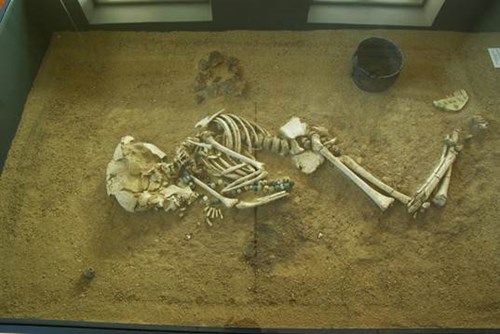 Moderigtigt skelet - Møns Museum