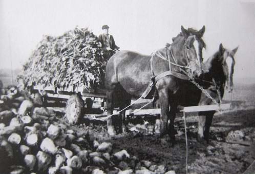 Roe høst - Møns Museum - Museum Sydøstdanmark